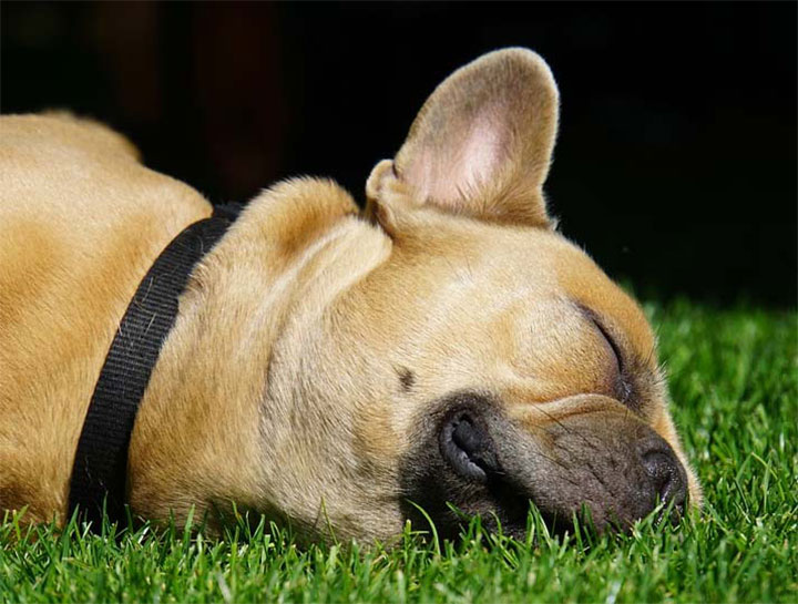 Integrative Veterinary Care